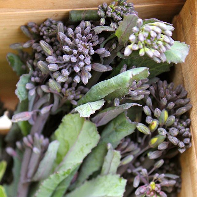  I'm right tickled by these little gems. Anyone know what they are? #ingredients #seasonalfood #localfood #eatlocal #farmtotable #farmersmarket #farmfresh #csa #f52grams #f52farmstand #foodie #foodgasm #foodpics #foodporn #foodlover #fbcigers #foodstagram #foodphotography #fresh #freshveggies 