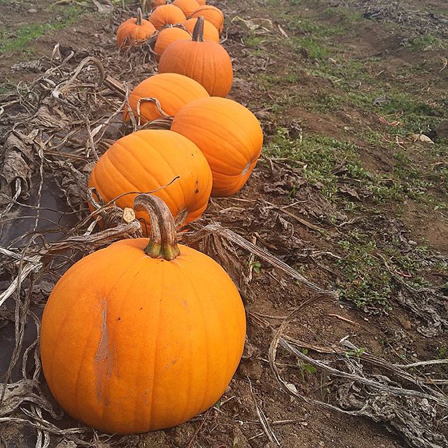  So many pumpkins, so little time. #pumpkins #pumpkin #pumpkinpatch #ingredients #farmlife #farmersmarket #farmtotable #farmfresh #farmacia #eatlocal #fbcigers #pasture #ubcfarm 