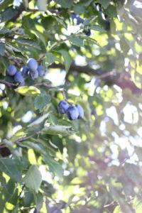 Wine Spiced Plum Preserves Recipe - SheEats.ca