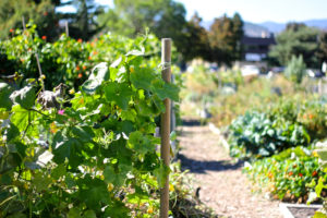 Fresh Squash leaves - SheEats.ca